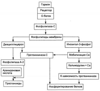 Описание: Безымянный.png