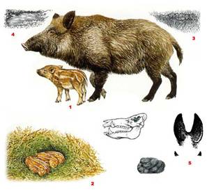 охота, кабан