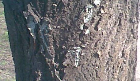 на дереве возле завода.jpg