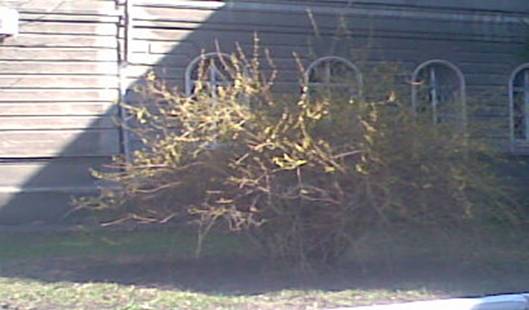 кустарник возле завода.jpg