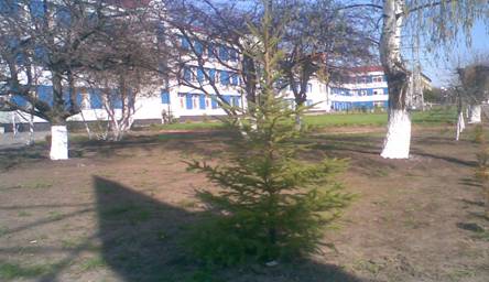 полисадник возле обл энерго.jpg