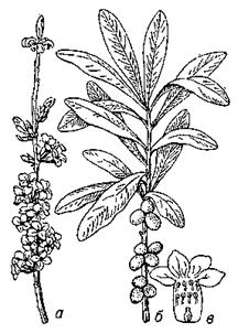 Волчье лыко: а — ветка с цветками; б — ветка с плодами и листьями; в — цветок (разрез).